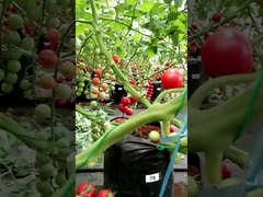 Reusable Fabric Grow Bags for Hydroponics Tomato Cultivation