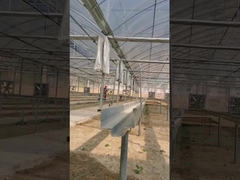 Strawberry growing gutter in greenhouse