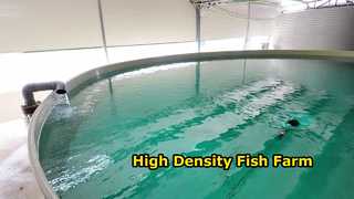 Large Indoor Industrial RAS for Sea Bass | Freshwater & Seawater High-Density Farming