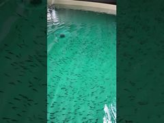 8m Large PP Tank for Aquaculture