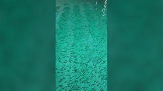 Seabass Fry Stocking | Closed Recirculating Aquaculture System