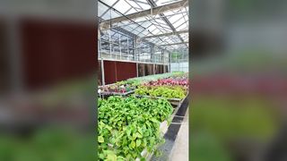 Research Greenhouse for Flower Cultivation | Intelligent Control & Seedbed Planting